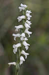 Nodding lady's tresses